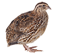 Rannoch Quail